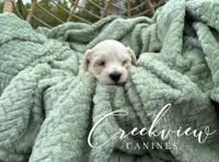 Amy, a female Havachon for sale in Niangua, MO – 3 of 5