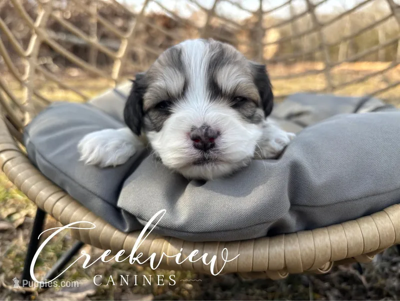 Dunklin, a male Havachon for sale in Niangua, MO – Photo 1 of 3