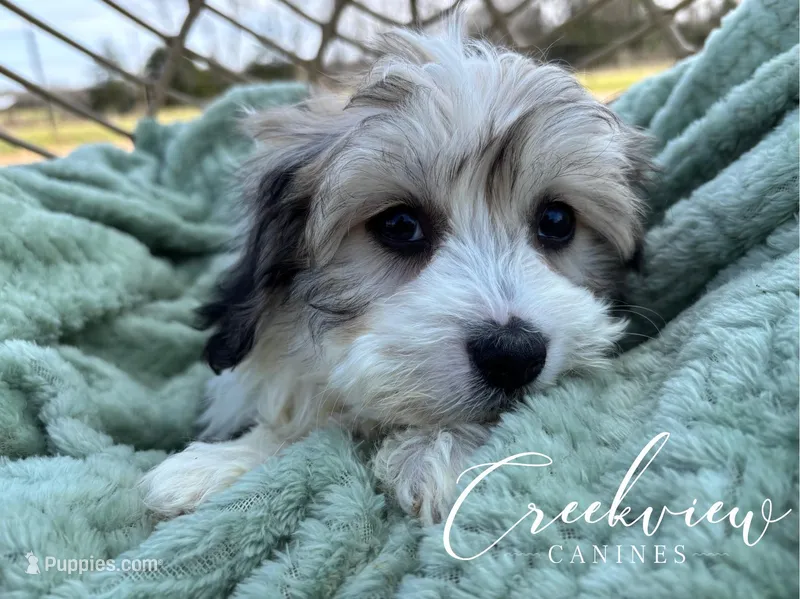 Dunklin – Havachon puppy for sale in Niangua, MO