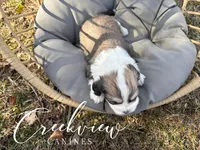 Dunklin, a male Havachon for sale in Niangua, MO – Photo 3 of 3