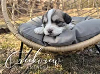 Dunklin, a male Havachon for sale in Niangua, MO – Photo 2 of 3