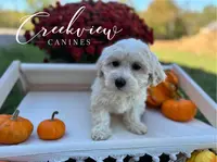 Holly, a female Havachon for sale in Niangua, MO – Photo 7 of 9