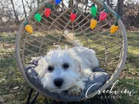 Holly, a female Havachon for sale in Niangua, MO – Photo 3 of 9