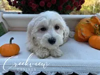 Holly, a female Havachon for sale in Niangua, MO – Photo 5 of 9