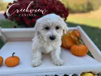 Holly, a female Havachon for sale in Niangua, MO – Photo 6 of 9