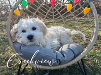 Holly, a female Havachon for sale in Niangua, MO – Photo 2 of 9