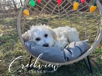 Holly, a female Havachon for sale in Niangua, MO – Photo 1 of 9