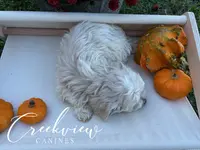 Holly, a female Havachon for sale in Niangua, MO – Photo 9 of 9