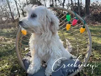 Holly, a female Havachon for sale in Niangua, MO – Photo 4 of 9