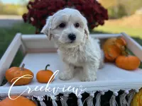 Holly, a female Havachon for sale in Niangua, MO – Photo 8 of 9