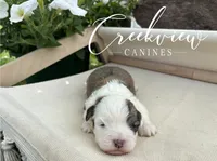 Bullseye, a male Havanese for sale in Niangua, MO – 6 of 6