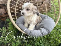 Jo, a female Havachon for sale in Niangua, MO – 4 of 7