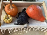 Almonzo, a male Havanese for sale in Niangua, MO – 5 of 5