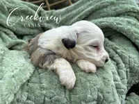 Jo, a female Havachon for sale in Niangua, MO – 5 of 9