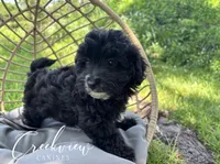 Moon Pie, a female Havapoo for sale in Niangua, MO – 4 of 8
