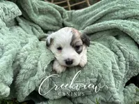 Jo, a female Havachon for sale in Niangua, MO – 6 of 9