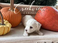 Willy, a male Havanese for sale in Niangua, MO – 4 of 6