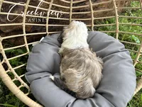 Jo, a female Havachon for sale in Niangua, MO – 5 of 7