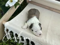 Bullseye, a male Havanese for sale in Niangua, MO – 5 of 6