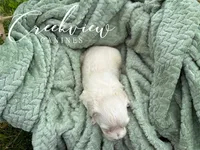 Amy, a female Havachon for sale in Niangua, MO – 5 of 5