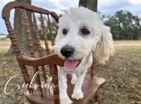 Louisa * Spay Included*, a female Havachon for sale in Niangua, MO – 2 of 10