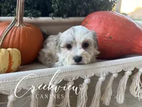Daisy, a female Havanese for sale in Niangua, MO – 4 of 8