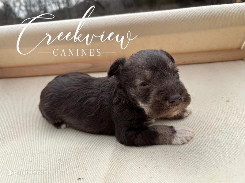 Brooks – Miniature Schnauzer puppy for sale in Niangua, MO