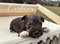 Brooks, a male Miniature Schnauzer for sale in Niangua, MO – Photo 2 of 4