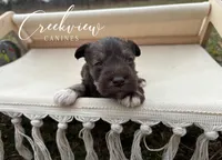 Brooks, a male Miniature Schnauzer for sale in Niangua, MO – Photo 3 of 4