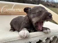 Brooks, a male Miniature Schnauzer for sale in Niangua, MO – Photo 4 of 4