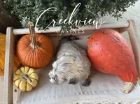 Max, a male Havanese for sale in Niangua, MO – 6 of 6