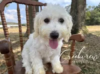 Meg* Spay Included*, a female Havachon for sale in Niangua, MO – 2 of 10