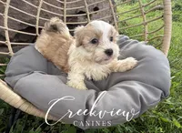 Drover, a male Havanese for sale in Niangua, MO – 4 of 6