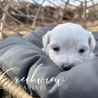 Ollie, a male Havachon for sale in Niangua, MO – Photo 6 of 10