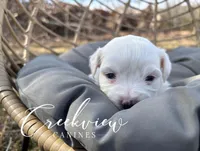 Ollie, a male Havachon for sale in Niangua, MO – Photo 2 of 6