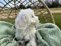 Ollie, a male Havachon for sale in Niangua, MO – Photo 4 of 10