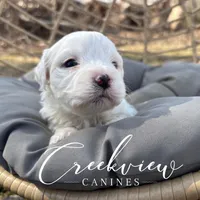 Ollie, a male Havachon for sale in Niangua, MO – Photo 9 of 10