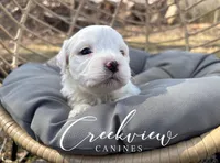 Ollie, a male Havachon for sale in Niangua, MO – Photo 5 of 6