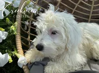 Ollie, a male Havachon for sale in Niangua, MO – 4 of 10