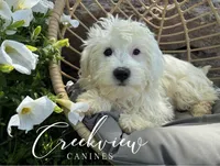 Ollie, a male Havachon for sale in Niangua, MO – 2 of 10
