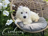 Ollie, a male Havachon for sale in Niangua, MO – 5 of 10
