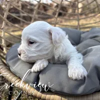 Ollie, a male Havachon for sale in Niangua, MO – Photo 7 of 10