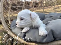 Ollie, a male Havachon for sale in Niangua, MO – Photo 3 of 6