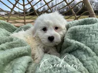 Ollie, a male Havachon for sale in Niangua, MO – Photo 3 of 10