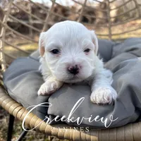 Ollie, a male Havachon for sale in Niangua, MO – Photo 8 of 10