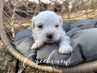 Ollie, a male Havachon for sale in Niangua, MO – Photo 4 of 6