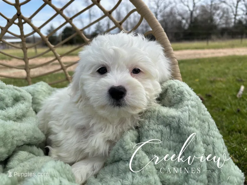 Ollie, a male Havachon for sale in Niangua, MO – Photo 1 of 10