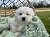 Ollie, a male Havachon for sale in Niangua, MO – Photo 1 of 10