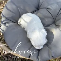 Ollie, a male Havachon for sale in Niangua, MO – Photo 10 of 10