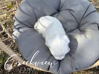 Ollie, a male Havachon for sale in Niangua, MO – Photo 6 of 6